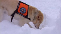Animal Miracles - Episode 5 - Keno, Avalanche Dog