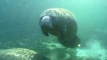 Jack Hanna's Wild Countdown - Episode 15 - Swimming With Manatees