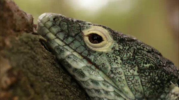 Wild Things with Dominic Monaghan - S01E08 - Guatemalan Beaded Lizard