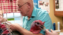 The Incredible Dr Pol - Episode 7 - Talk Turkey to Me