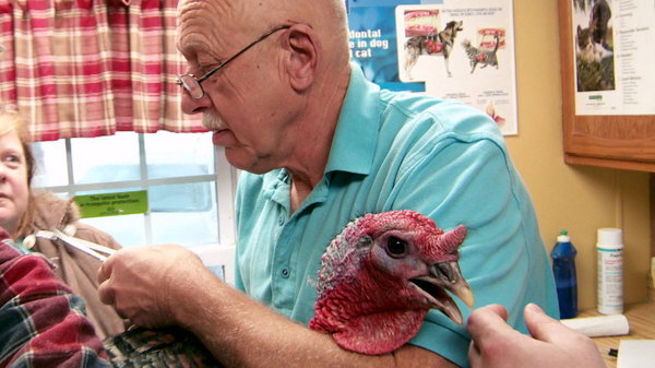 The Incredible Dr Pol Season Episode