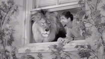 The Many Loves of Dobie Gillis - Episode 13 - What's My Lion?