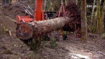 Timber Kings - Episode 8 - German Efficiency