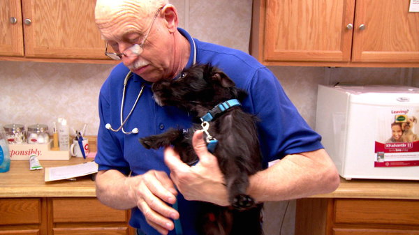 The Incredible Dr Pol - S06E07 - Ruff Day at the Office