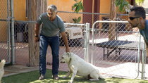 Cesar 911/ Cesar To The Rescue - Episode 1 - Loaded Gunny