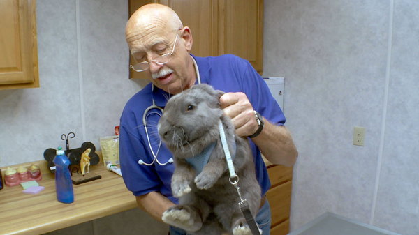 The Incredible Dr Pol - S06E08 - Chubby Bunny