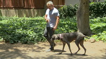 Cesar 911/ Cesar To The Rescue - Episode 8 - Twice Bitten