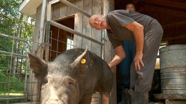 The Incredible Dr Pol - S07E03 - My Fair Piggy