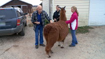 The Incredible Dr Pol - Episode 10 - One Hot Llama