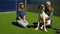 Paul O'Grady: For the Love of Dogs - Episode 5