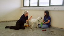 Paul O'Grady: For the Love of Dogs - Episode 6