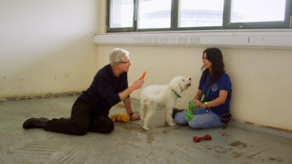 Paul O'Grady: For the Love of Dogs - S04E06 - 