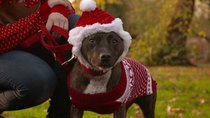 Paul O'Grady: For the Love of Dogs - Episode 9 - Christmas Special 2015