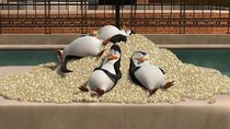 The Penguins of Madagascar - Episode 16 - Popcorn Panic