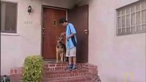 Dog Whisperer - Episode 20 - Pepsi and Goldie