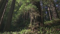 Planet Earth - Episode 10 - Seasonal Forests