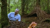 Attenborough in Paradise and Other Personal Voyages - Episode 4 - Bowerbirds: The Art of Seduction