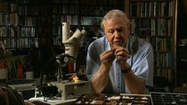 Attenborough in Paradise and Other Personal Voyages - Episode 7 - Amber Time Machine