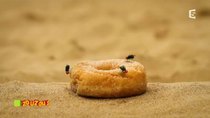 Minuscule - Episode 69 - the doughnut