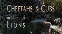 Natural World - Episode 14 - Cheetahs And Cubs In A Land Of Lions