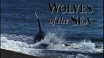 Natural World - Episode 3 - Killer Whales: Wolves of the Sea