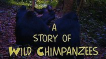 Natural World - Episode 4 - Fifi's Boys: a Story of Wild Chimpanzees