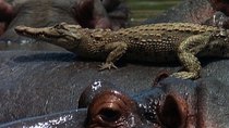 Natural World - Episode 5 - Last Feast of the Crocodiles