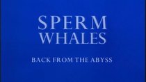 Natural World - Episode 1 - Sperm Whales: Back From the Abyss