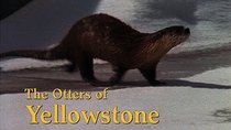 Natural World - Episode 18 - The Otters of Yellowstone