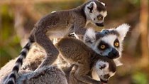 Natural World - Episode 7 - Madagascar: Land of Lemurs