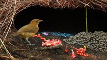 Natural World - Episode 9 - Bowerbirds: The Art of Seduction
