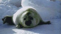 Natural World - Episode 11 - Seals: Invaders of the Sea