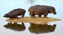 Natural World - Episode 13 - Hippo Beach