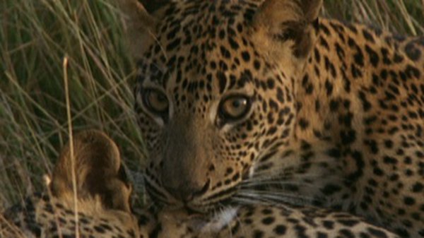 Natural World - S20E07 - Leopard Hunters