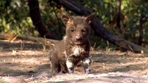 Natural World - Episode 11 - A Wild Dog's Story