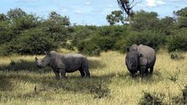 Natural World - Episode 17 - Rhinos: Built to Last?