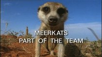 Natural World - Episode 1 - Meerkats: Part of the Team
