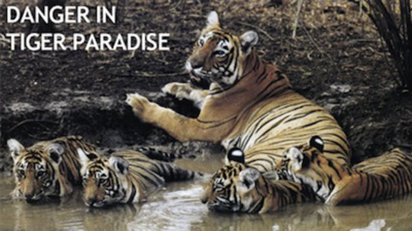 Natural World - S21E02 - Danger in Tiger Paradise