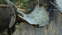 Natural World - Episode 12 - A Moose Named Madeline