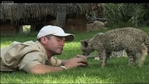Natural World - Episode 1 - Cheetahs: Fast Track to Freedom