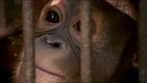 Natural World - Episode 1 - The Orangutan King