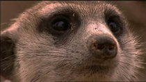 Natural World - Episode 8 - Ella: A Meerkat's Tale