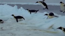 Natural World - Episode 11 - Penguins of the Antarctic