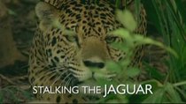 Natural World - Episode 14 - Stalking the Jaguar
