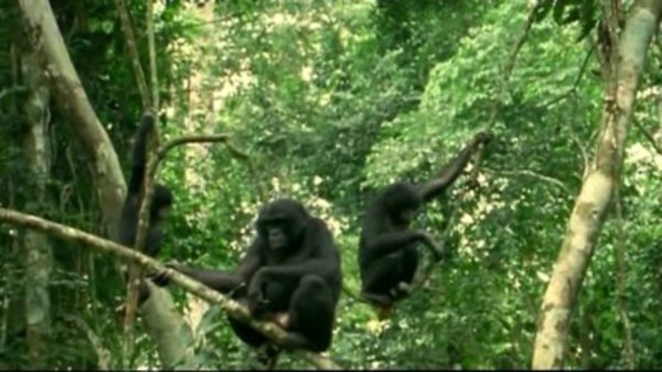 Natural World - S24E17 - Bonobo: Missing In Action