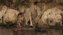 Natural World - Episode 1 - The Last Lions of India