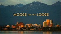 Natural World - Episode 15 - Moose On The Loose