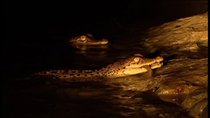 Natural World - Episode 10 - Invasion Of The Crocodiles