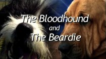 Natural World - Episode 12 - The Bloodhound And The Beardie
