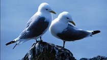 Natural World - Episode 13 - Saving Our Seabirds